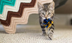 A cat and a dog playing fetch with a ball, showcasing their shared hunting instincts and playful nature.