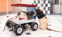 A close-up of a small rat sitting in a miniature car, gripping a lever with its paws, with a small treat visible as a target in the distance, representing the joy of learning and anticipation in action.