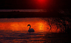 a swan in the waters at sunrise with red sky, red waters, and one white swan