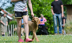 a dog being walked on a leash looking up at his owner