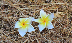 two flowers side by side in a bed of straw