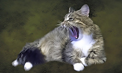 photo of an angry cat