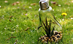 a plant growing safe and protected inside a lightbulb