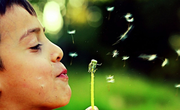 a person blowing the seeds of a spent dandelion flower