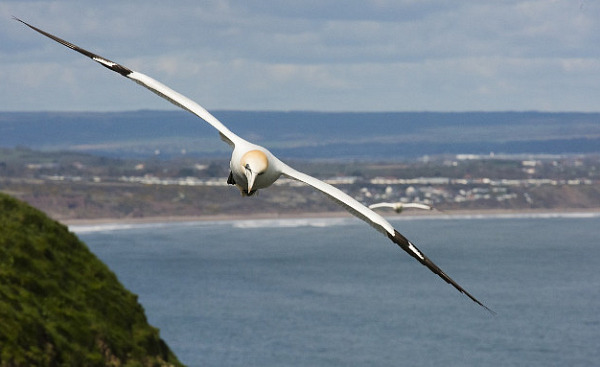 a gannet in flight over the ocean