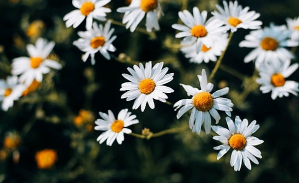 chamomile flowers