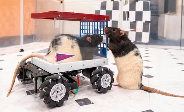 A close-up of a small rat sitting in a miniature car, gripping a lever with its paws, with a small treat visible as a target in the distance, representing the joy of learning and anticipation in action.