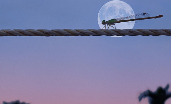 dragonfly in front of a full moon over the water