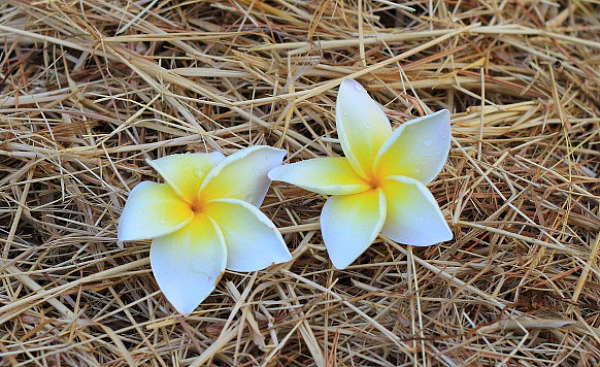 two flowers side by side in a bed of straw