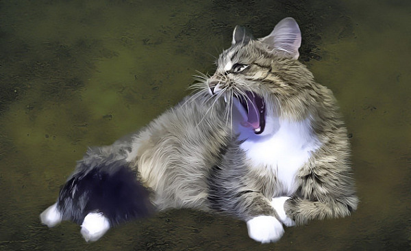 photo of an angry cat