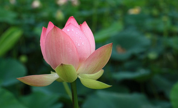 a pink lotus bud starting to bloom open