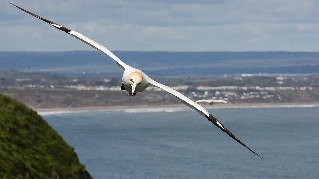 a gannet in flight over the ocean