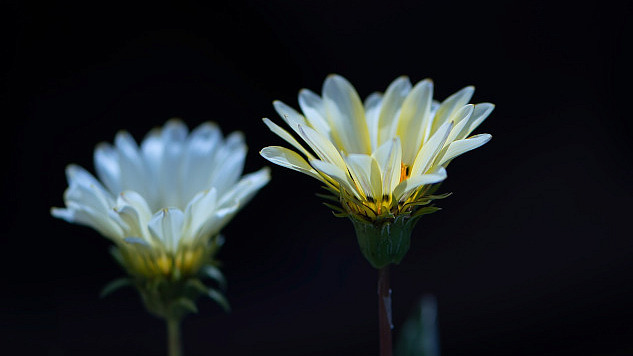 two white flowers in bloom