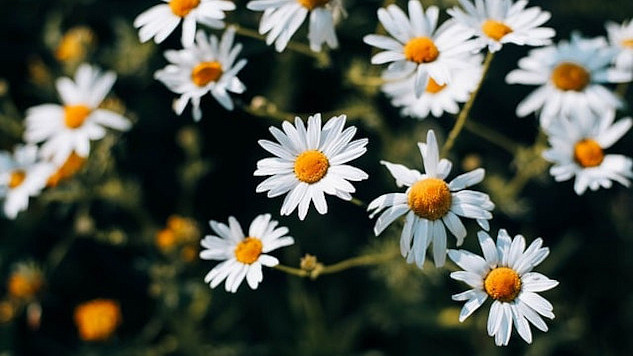 chamomile flowers