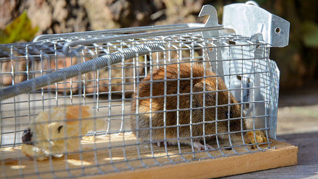 mouse trapped in a cage