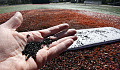 The crumbs of artificial turf. Various pigments are used to provide the green color of the blades. These can include lead or titanium for the white lines and still other metals for school logos on the field.