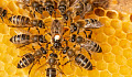 honey bees making decesions 6 27