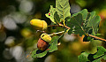 a acorn on an oak tree branch