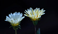 two white flowers in bloom