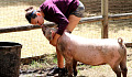 a woman hugging and petting a pig