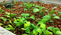 Aquaponics vs. Traditional Agriculture