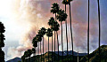 Wildfire smoke rises behind a row of palm trees