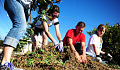 people working in a graden