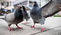 Where Are All The Dead City Pigeons?