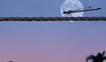 dragonfly in front of a full moon over the water