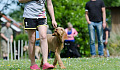 a dog being walked on a leash looking up at his owner