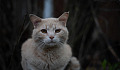 white cat with a column of light coming down on its head