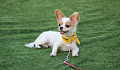 dog laying calmly on the grass off leash