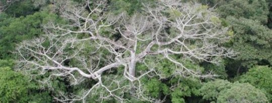 Changing Vegetation In The Amazon